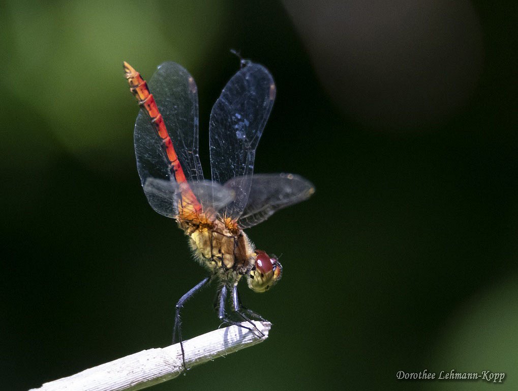 Libelle