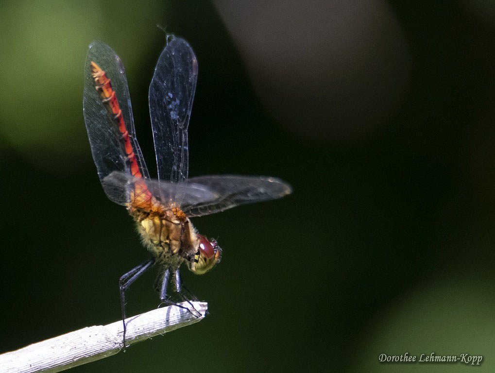 Libelle