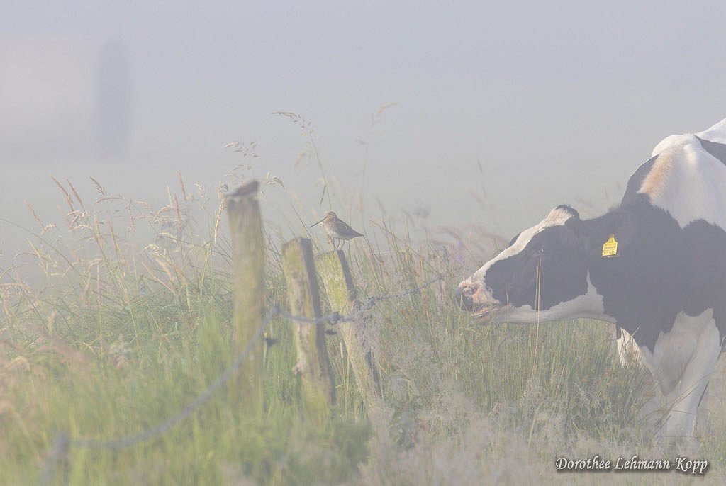 Bekassine und Kuh im Morgennebel