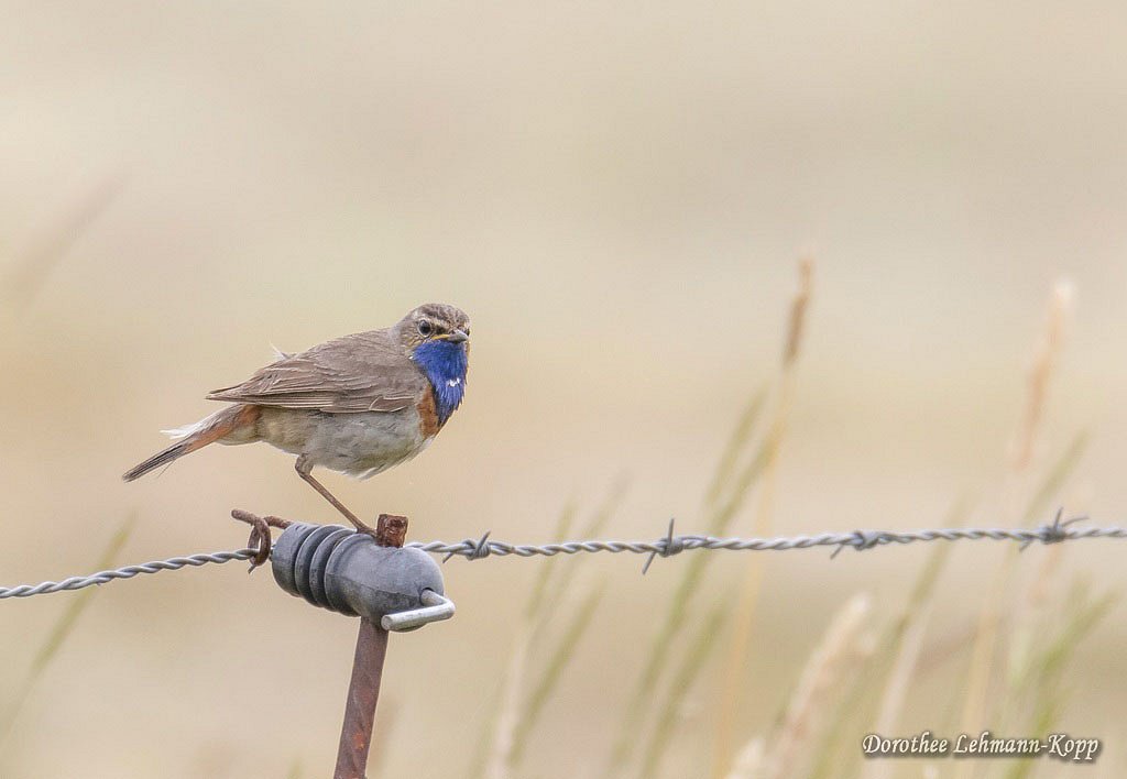 Blaukehlchen