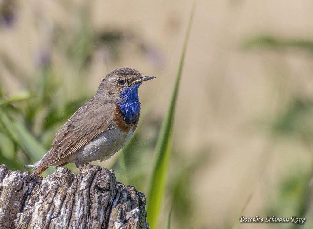 Blaukehlchen