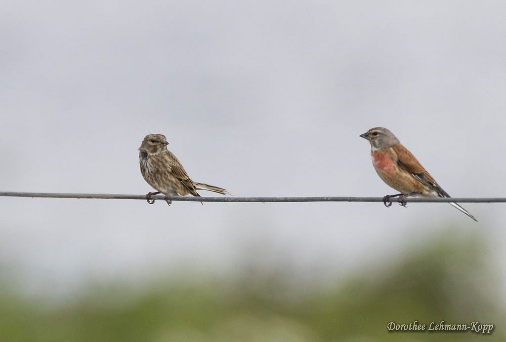 Bluthaenfling (rechts adult, links Jungvogel), Belegbild