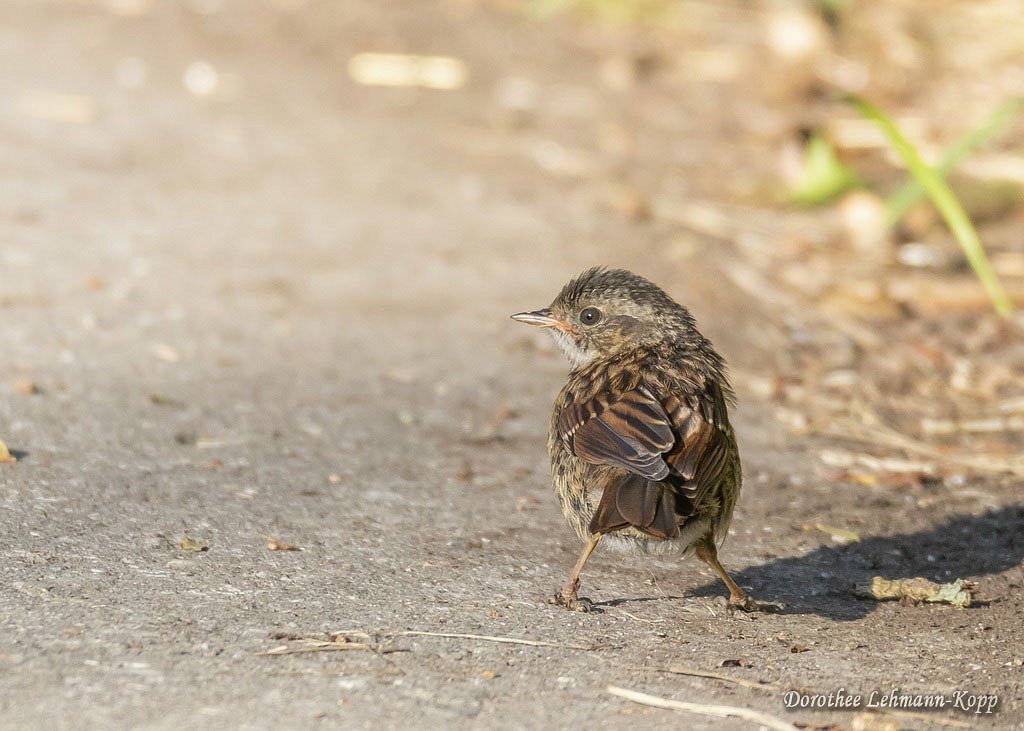 Heckenbraunelle juv