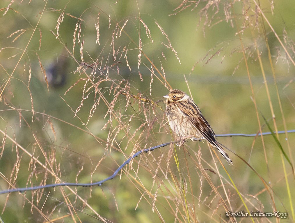Rohrammer juv