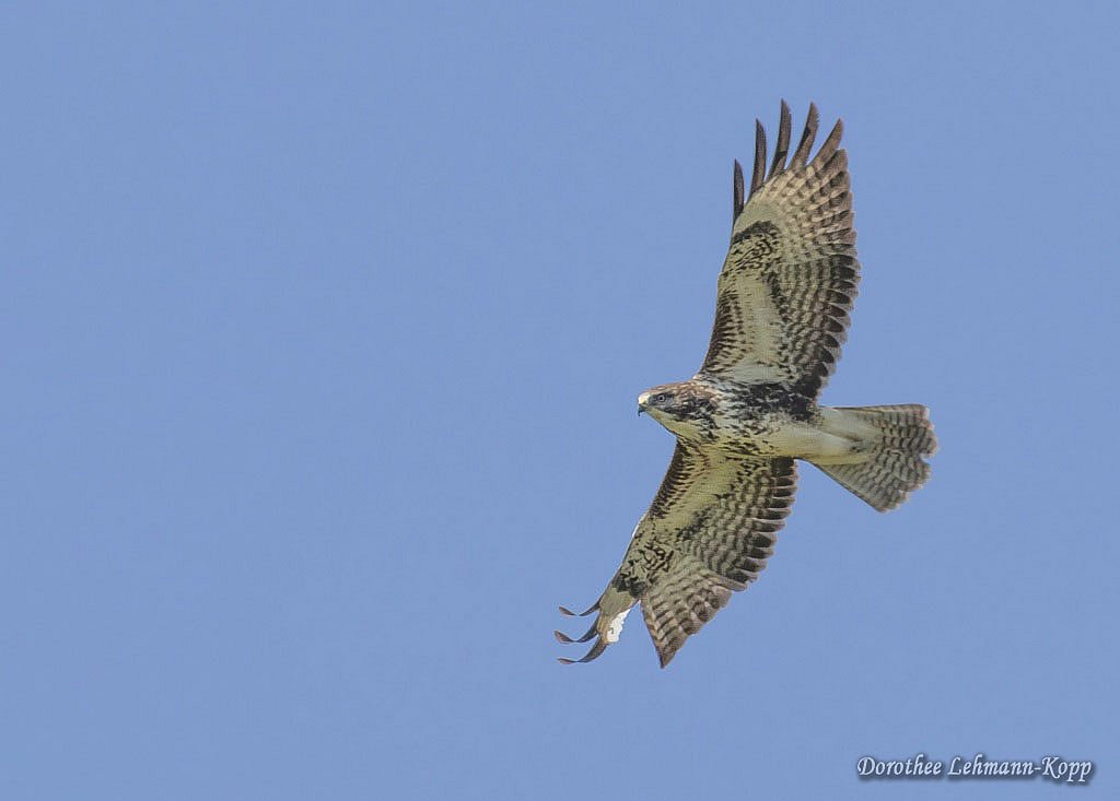 Maeusebussard