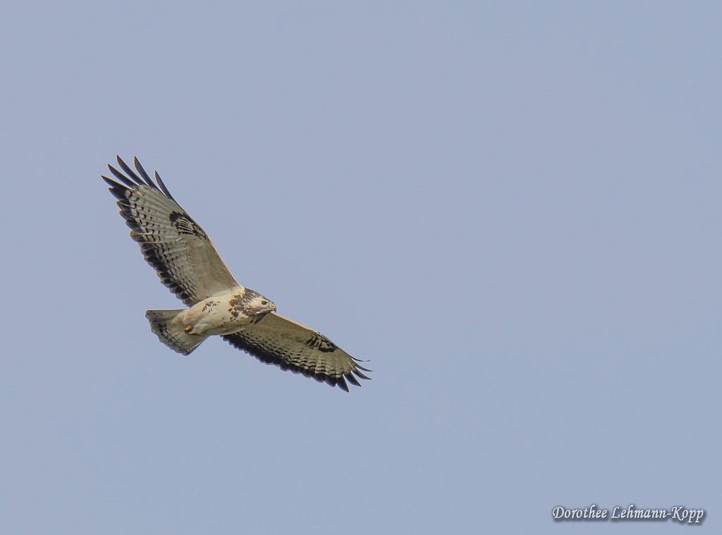 Maeusebussard