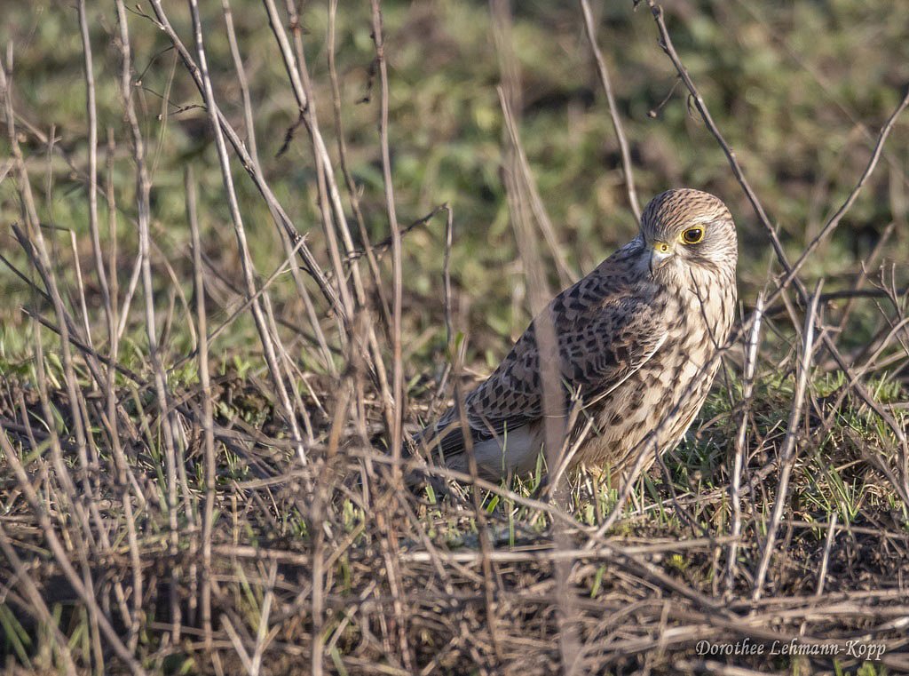 Turmfalke w 