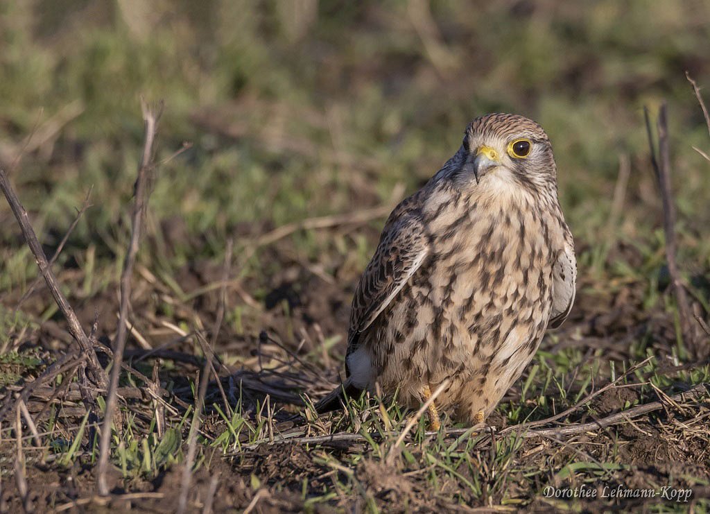 Turmfalke w 