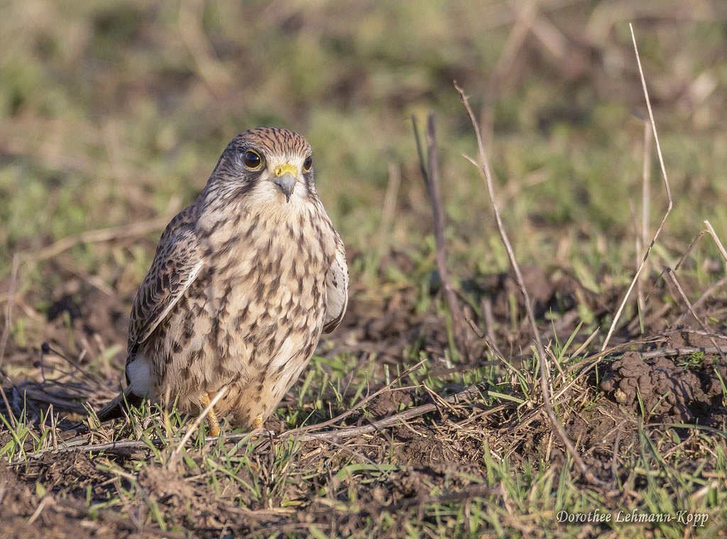 Turmfalke w 
