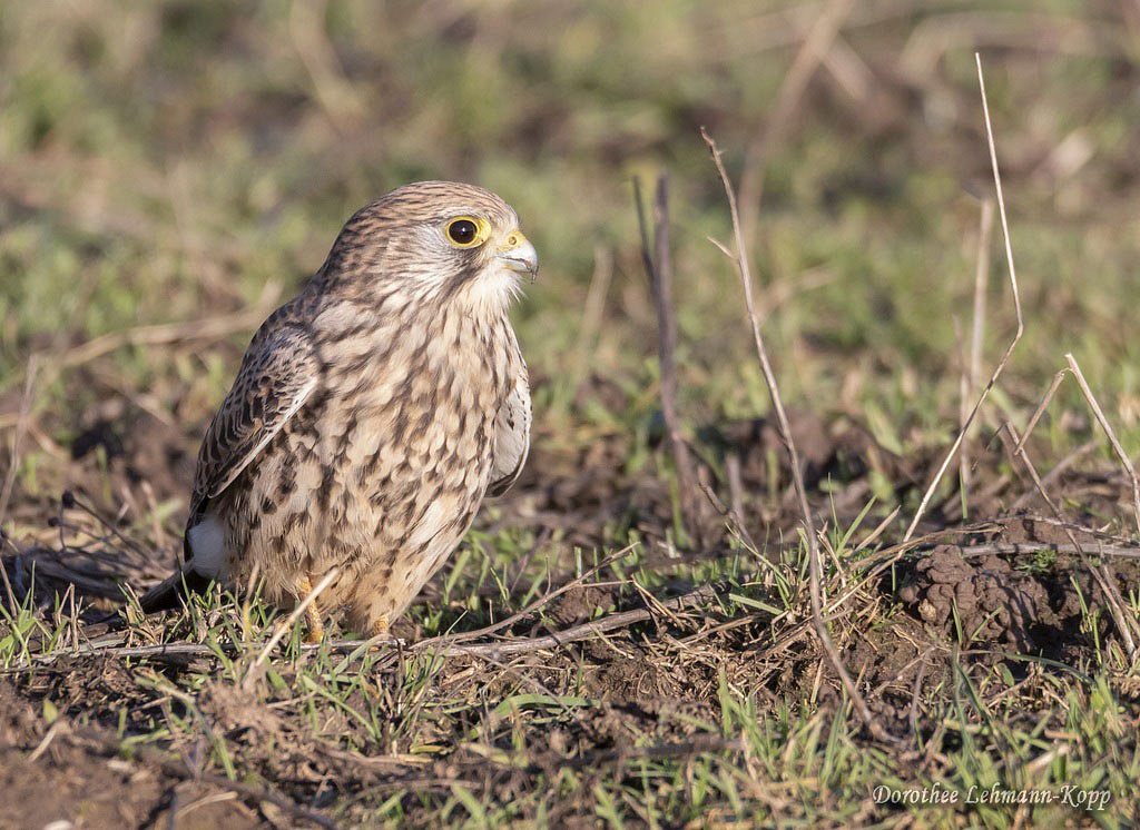 Turmfalke w 