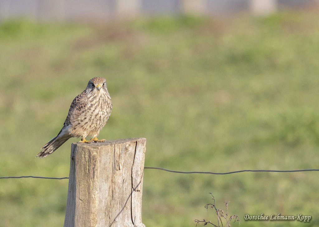 Turmfalke w 