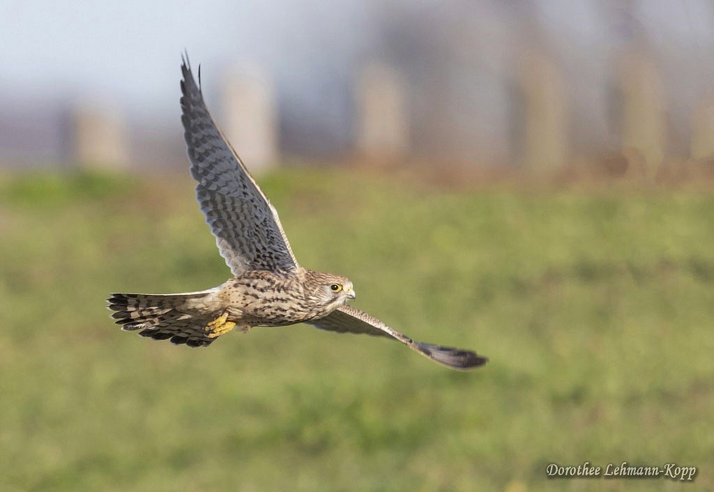 Turmfalke w 