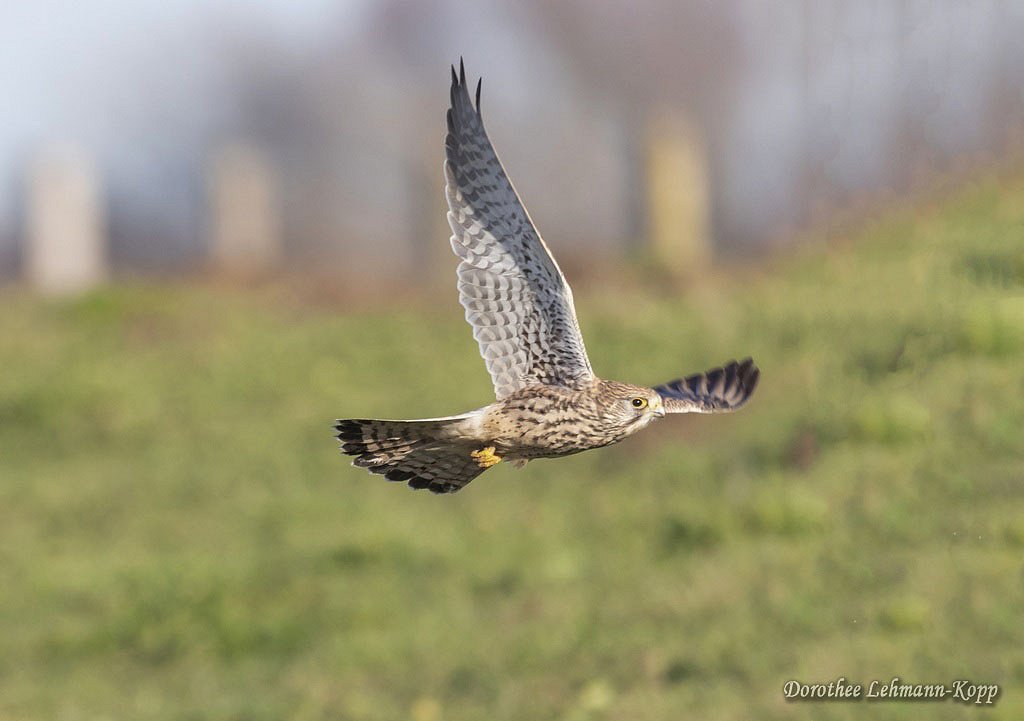 Turmfalke w 