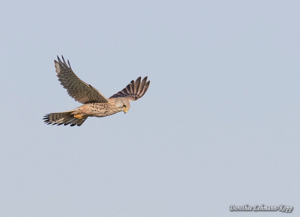 Turmfalke 