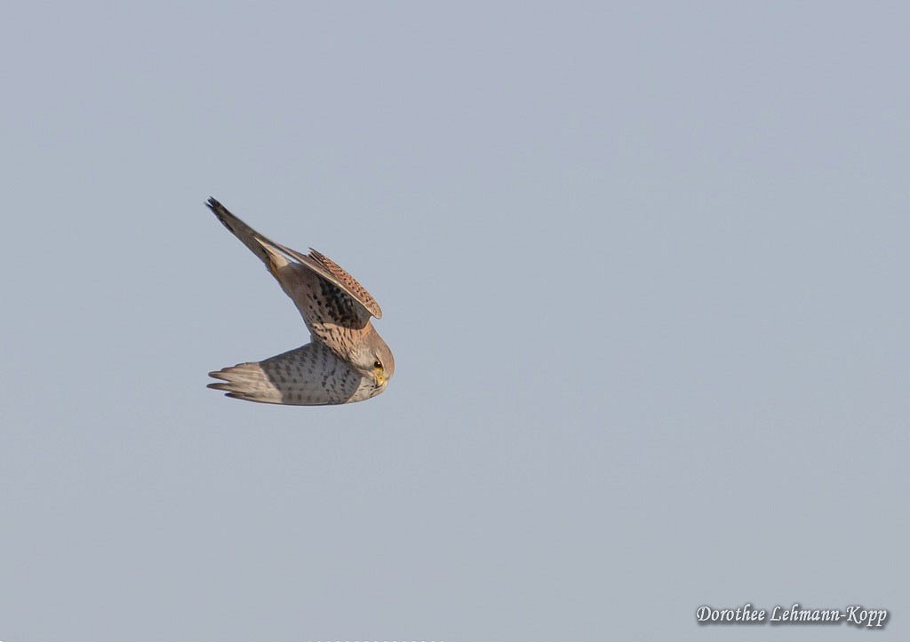 Turmfalke 