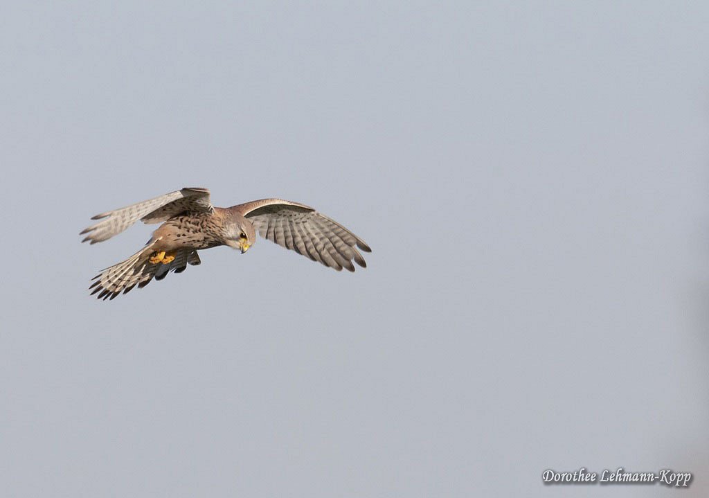 Turmfalke 