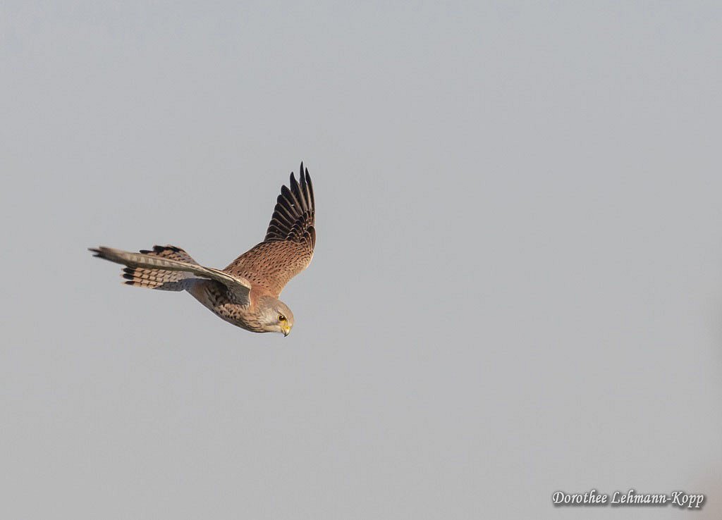 Turmfalke 