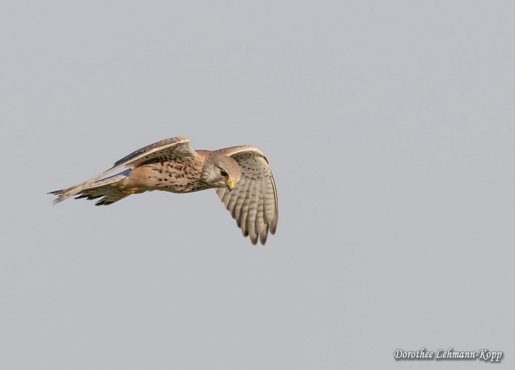 Turmfalke 