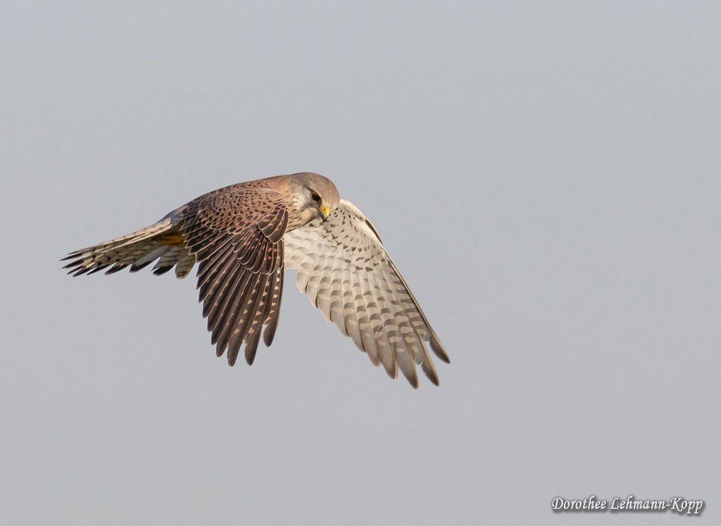 Turmfalke 