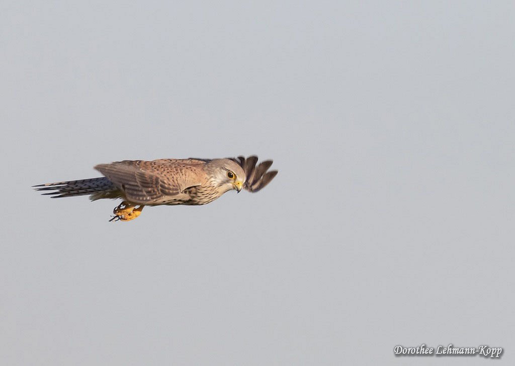 Turmfalke 