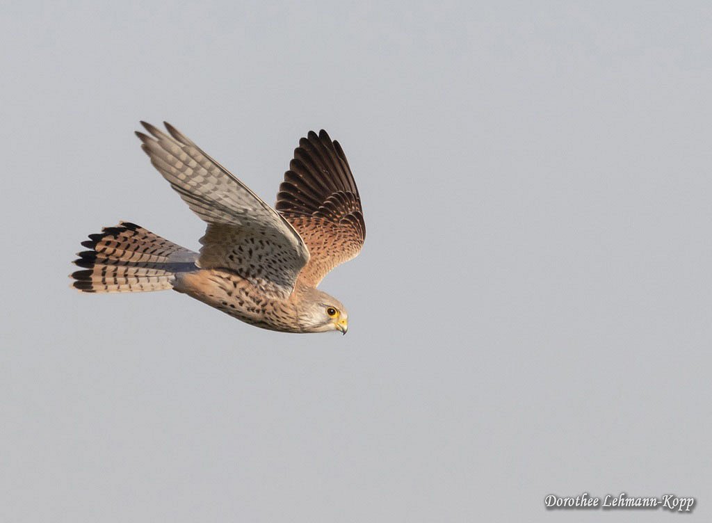 Turmfalke 