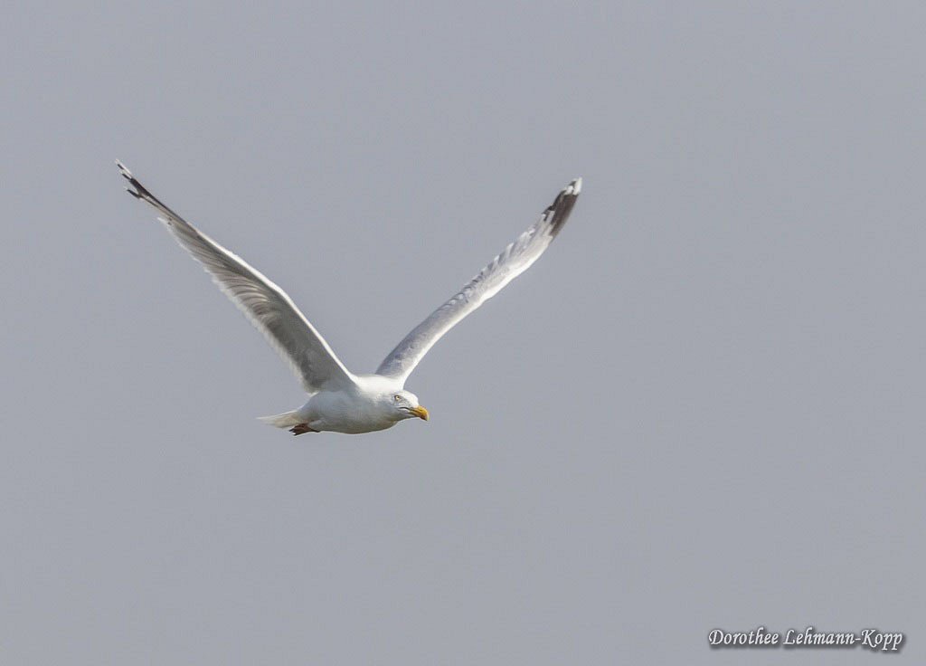 Bislicher Insel
