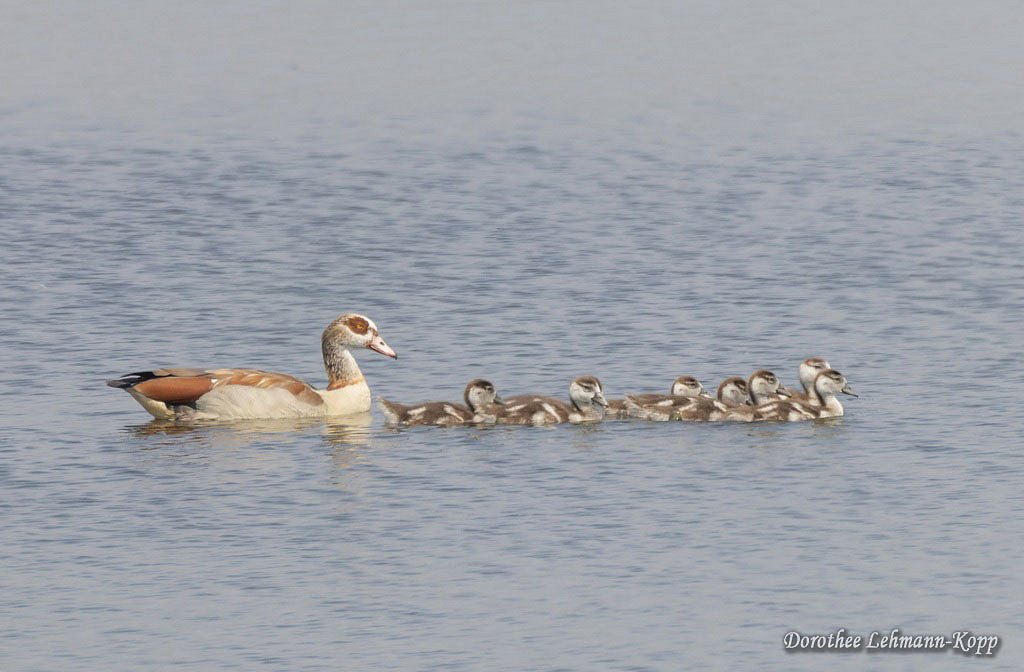 Nilgans