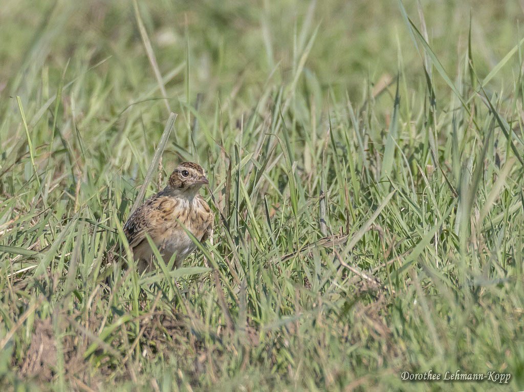 Feldlerche juv