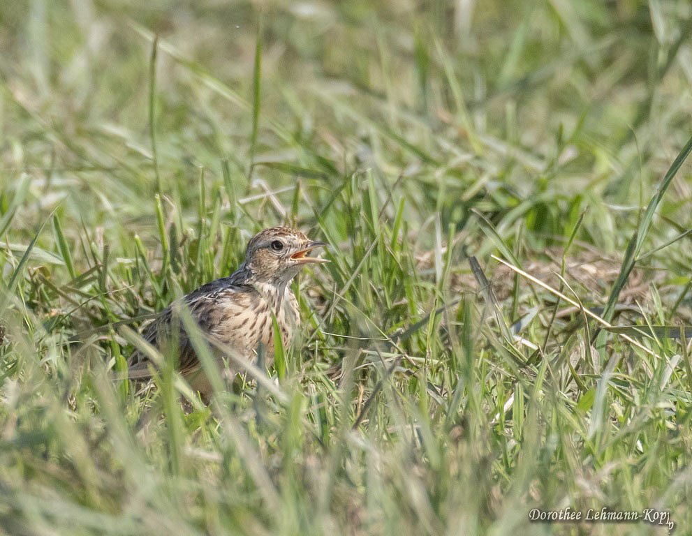 Feldlerche juv