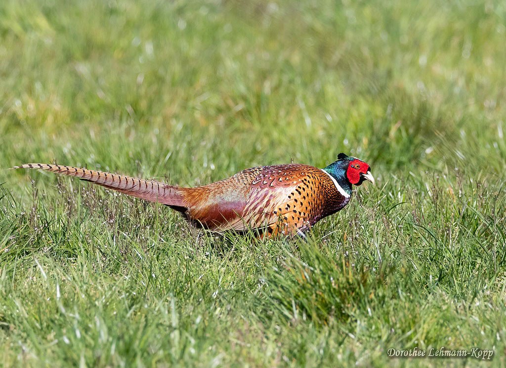 Jagdfasan