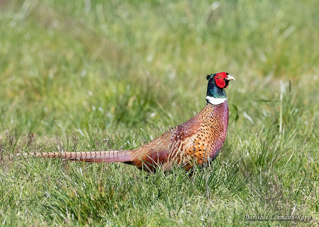 Jagdfasan