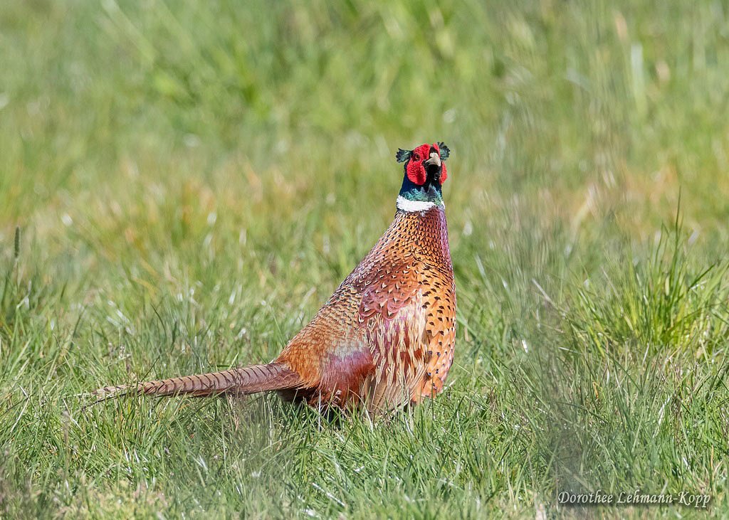 Jagdfasan