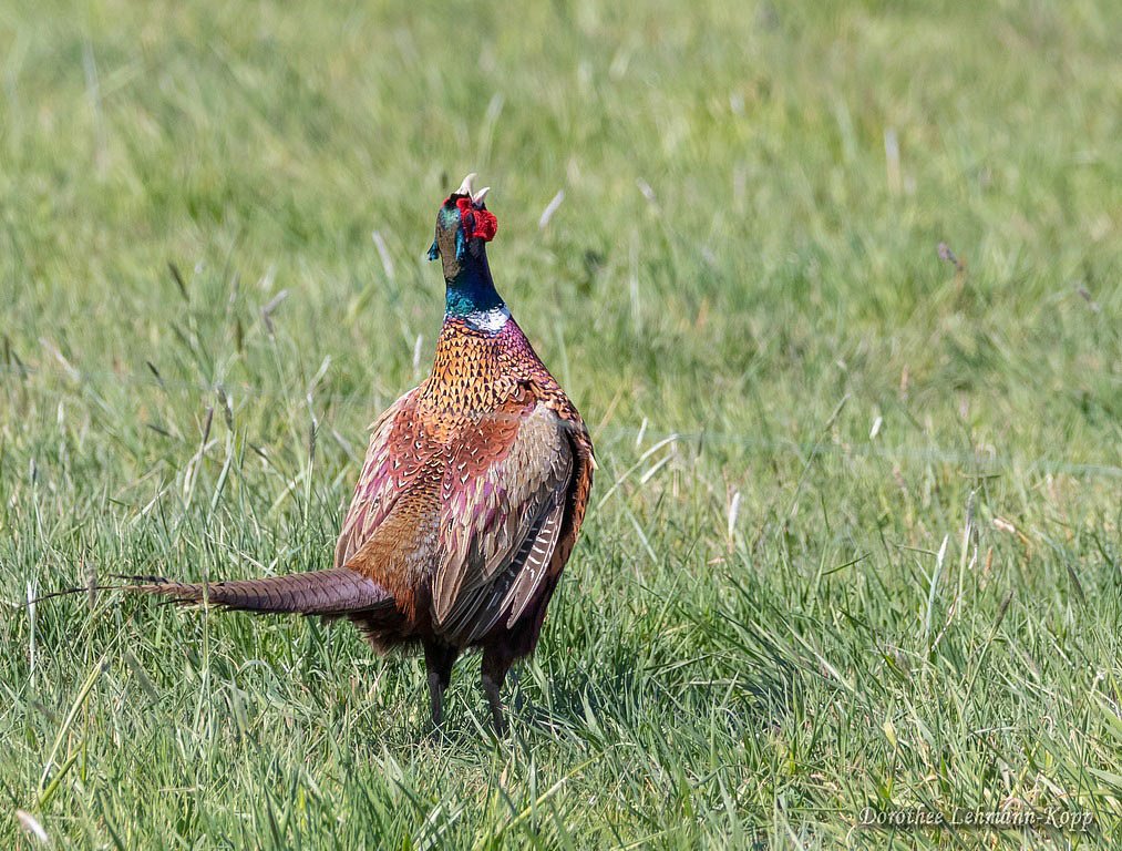 Jagdfasan