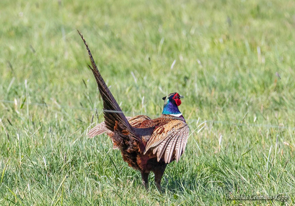 Jagdfasan