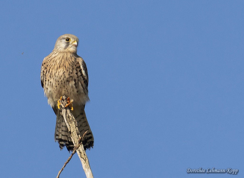 Turmfalke