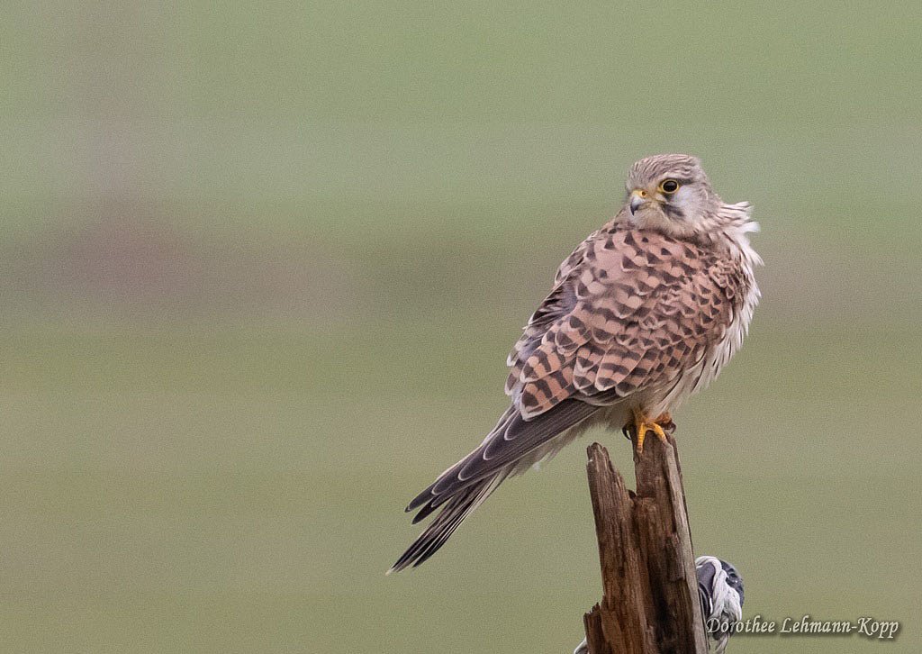 Turmfalke