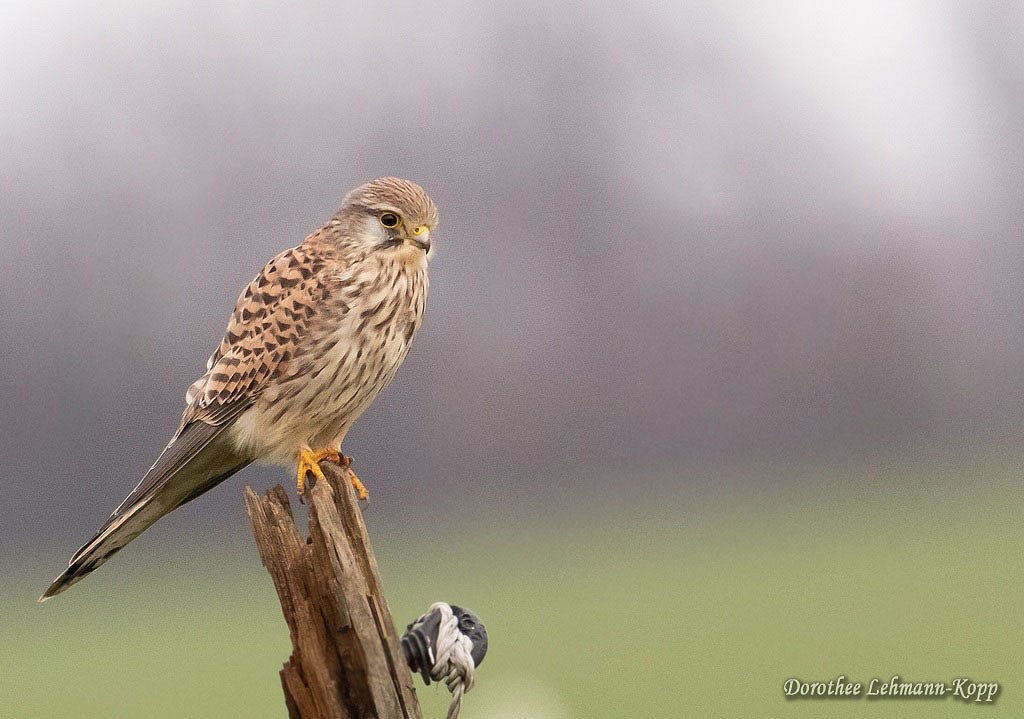 Turmfalke