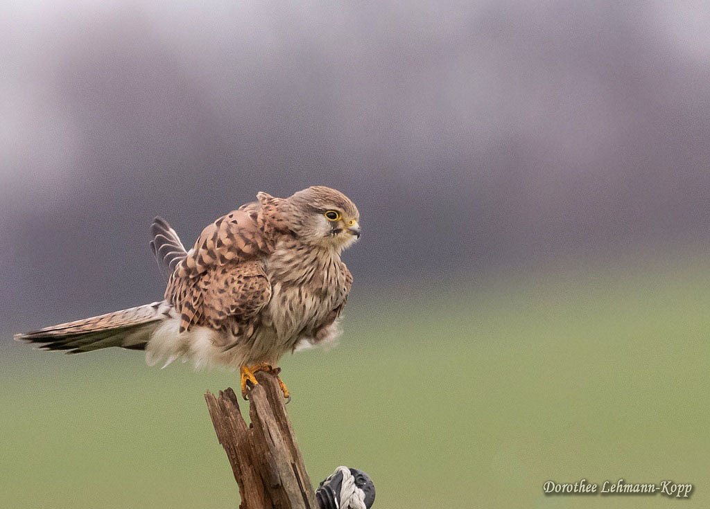 Turmfalke