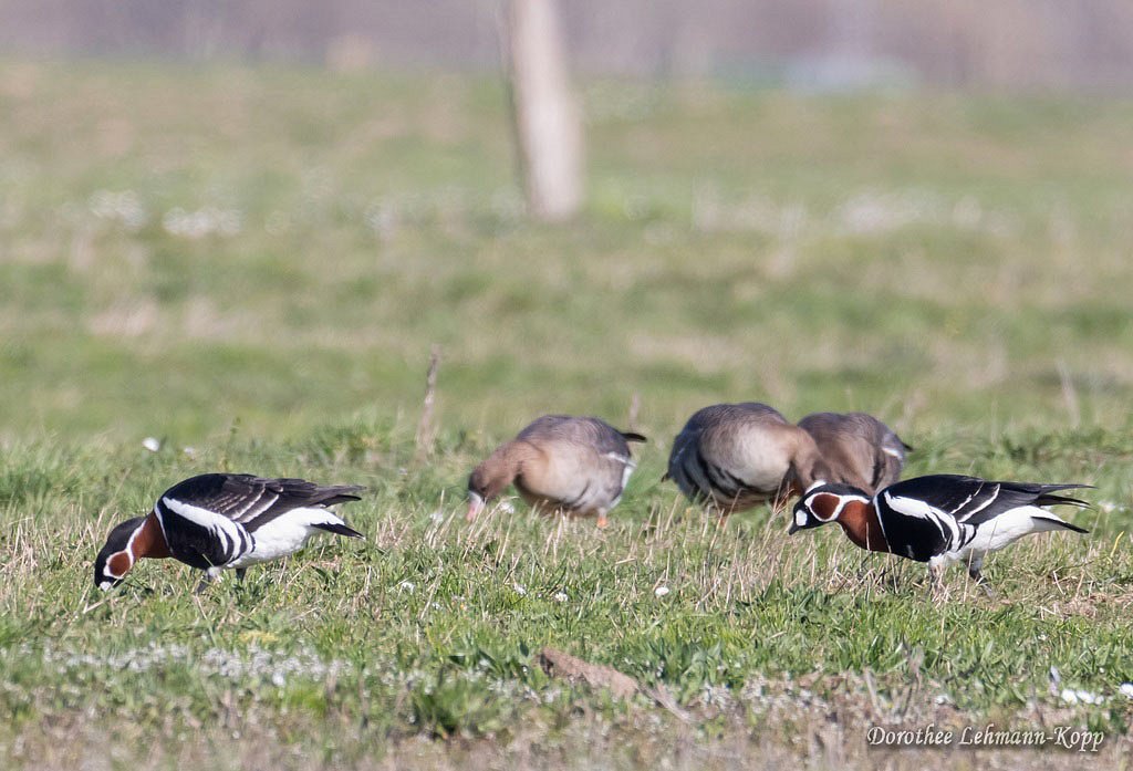 Rothalsgans mit Blaessgaensen u.a.