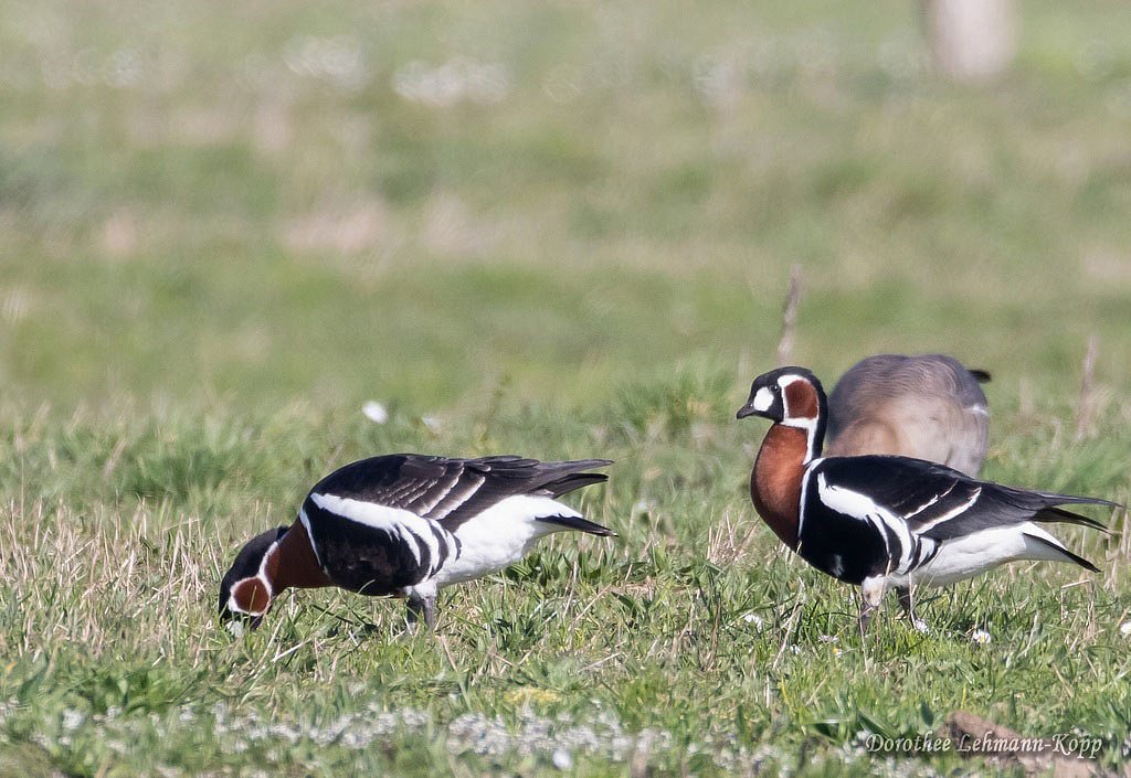 Rothalsgans mit Blaessgaensen u.a.