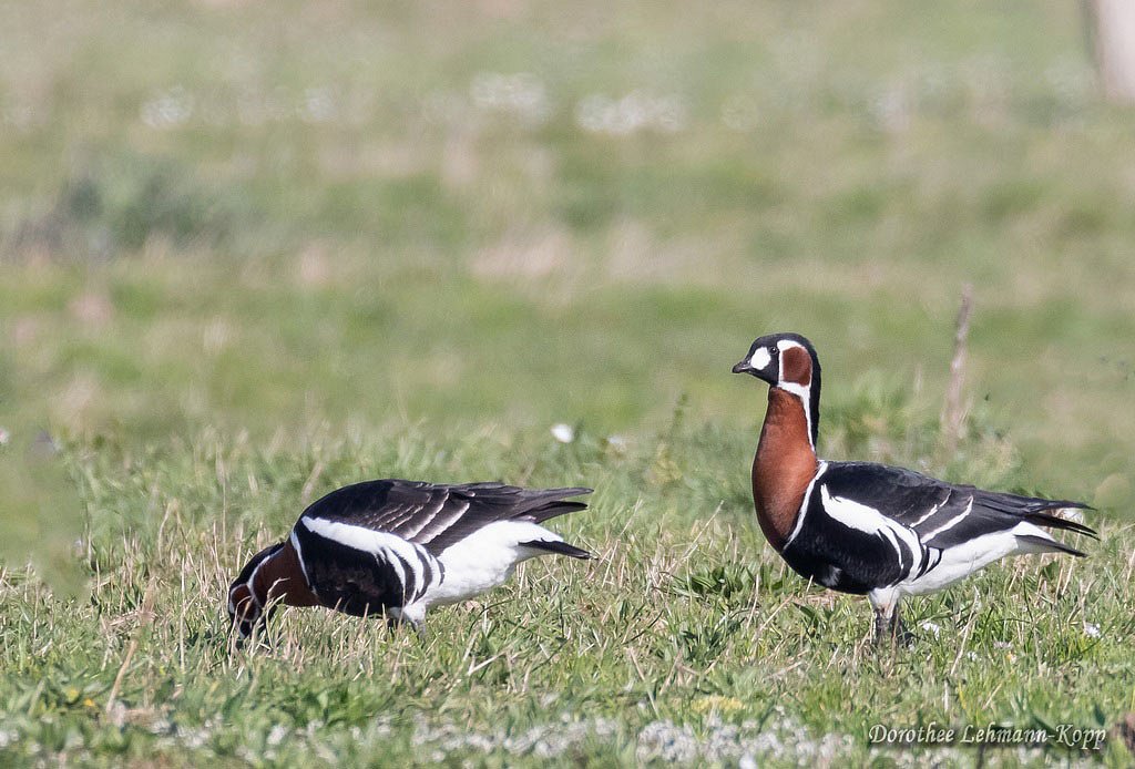 Rothalsgans mit Blaessgaensen u.a.