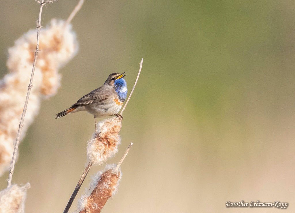 Blaukehlchen m 