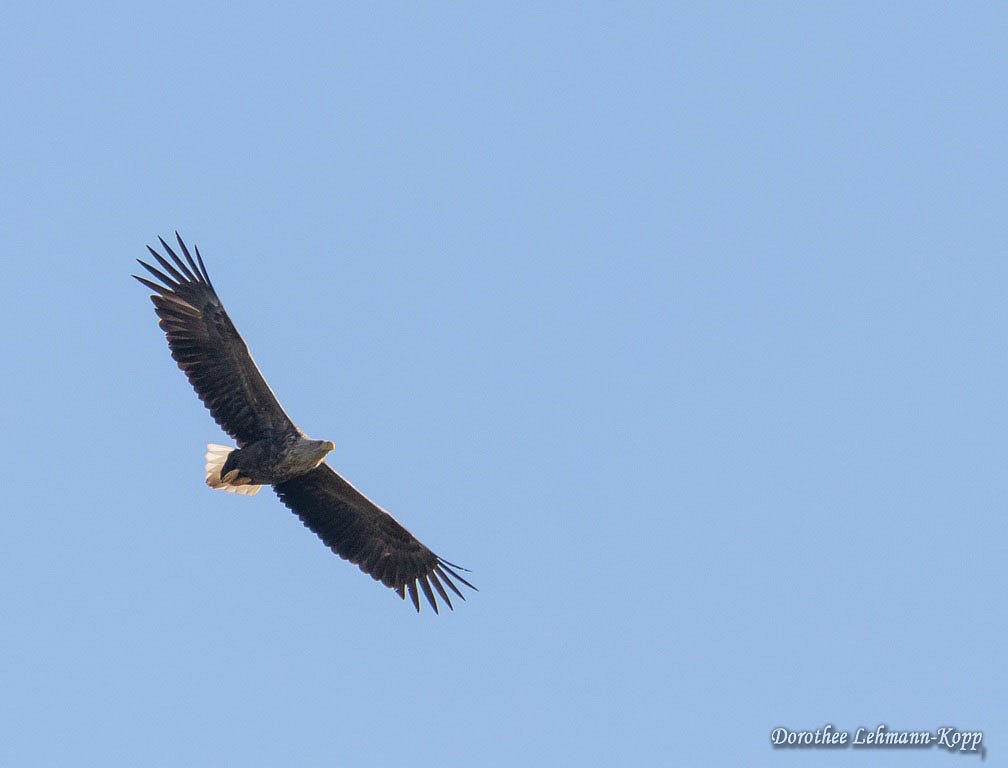 Seeadler Belegbild