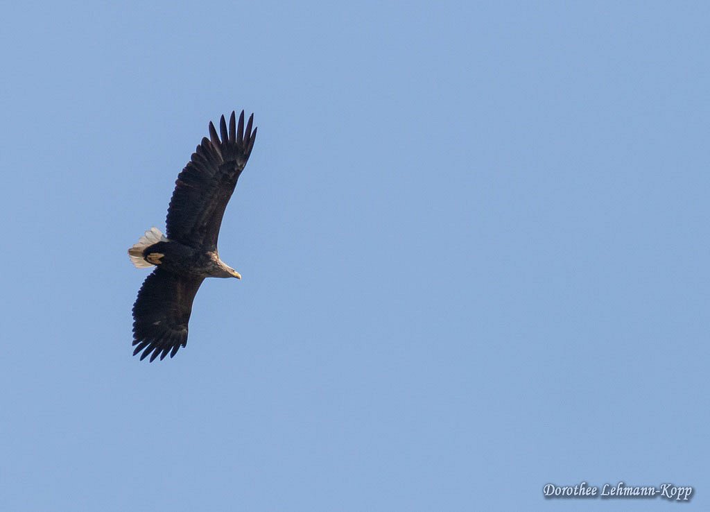 Seeadler, Belegbild