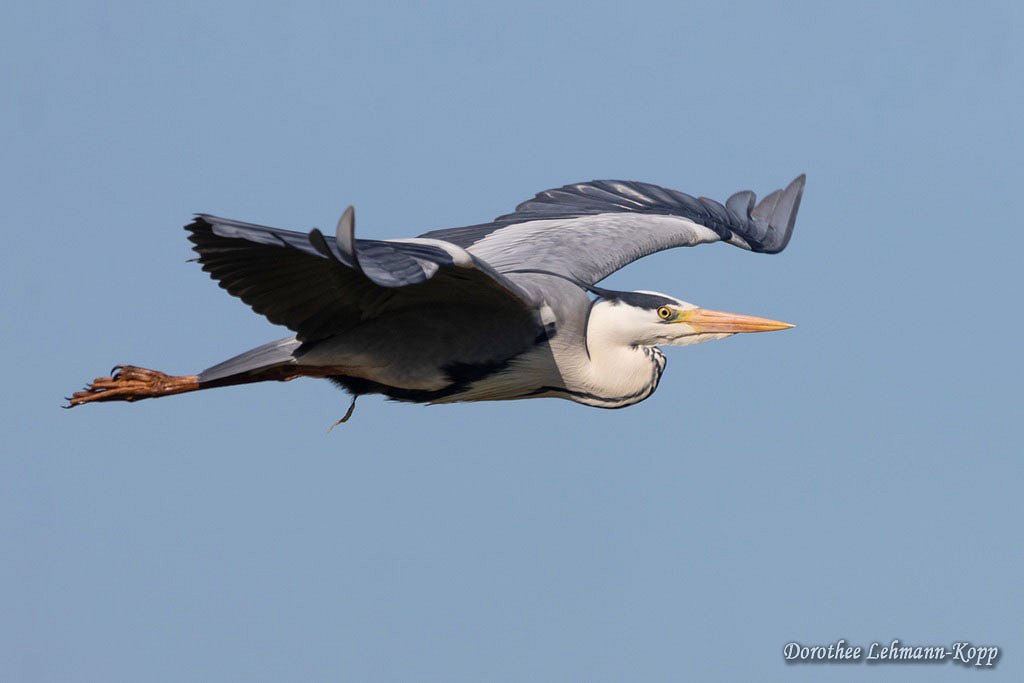 Graureiher adult