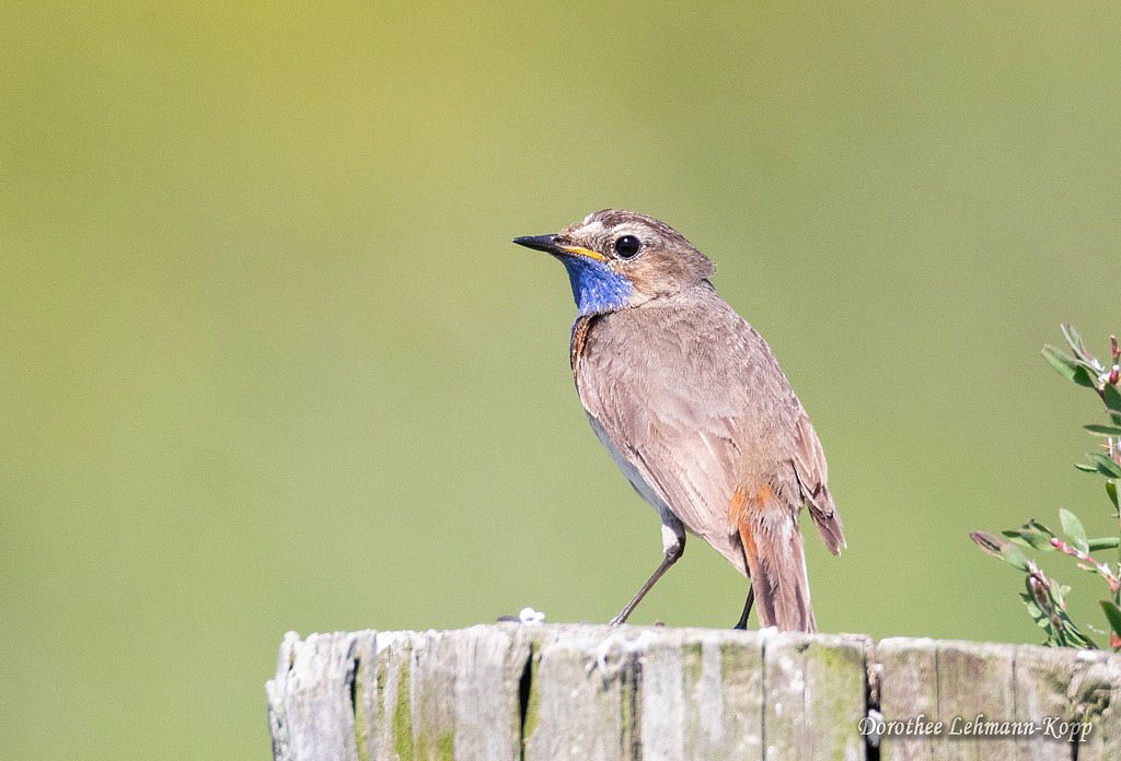 Blaukehlchen