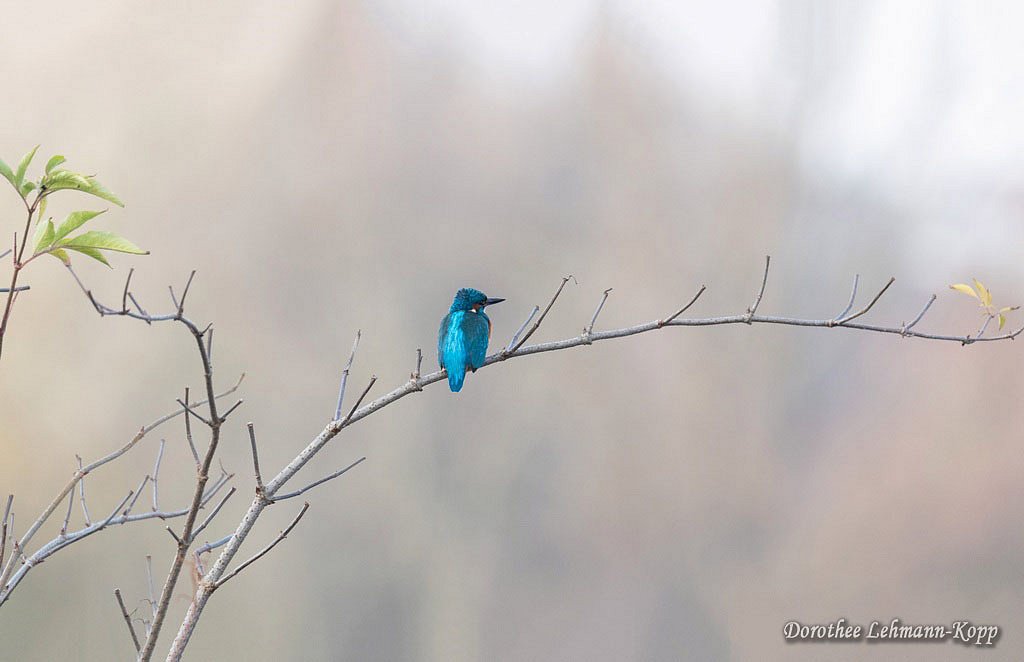 Eisvogel