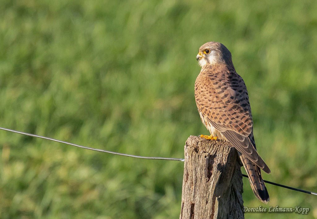 Turmfalke
