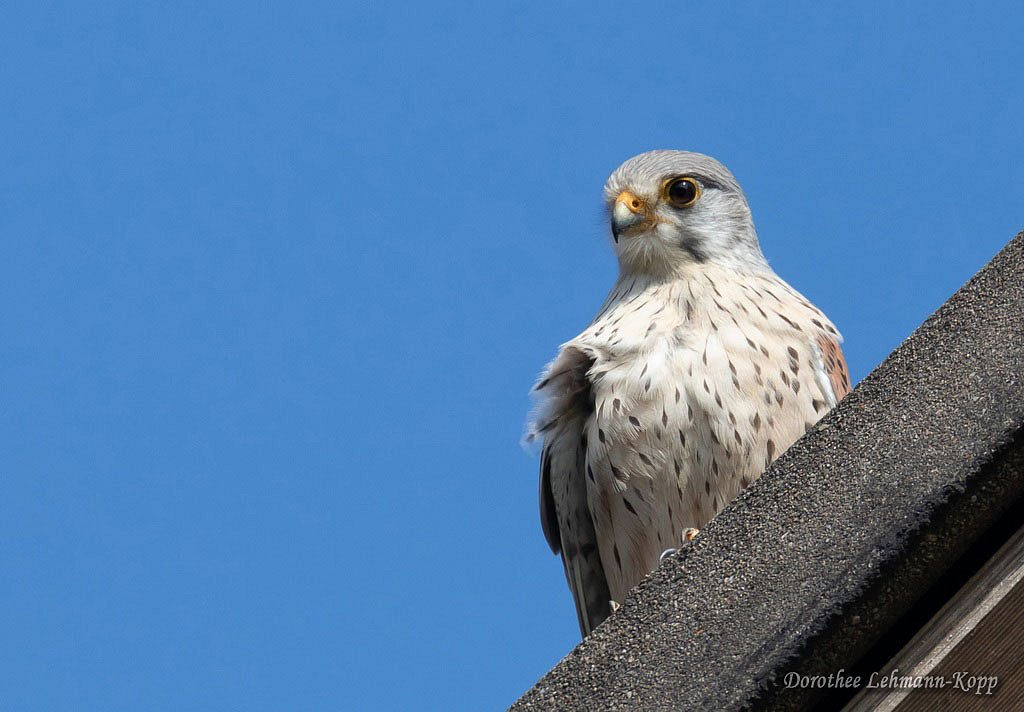 Turmfalke