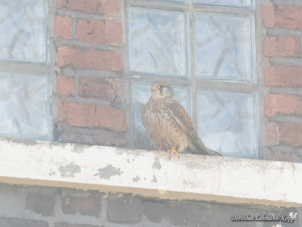 Turmfalke